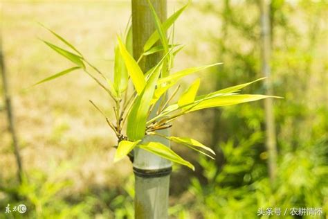 竹子開花|竹子開花:竹子簡介,竹子開花現象,開花特點,開花原因,1、生長周期。